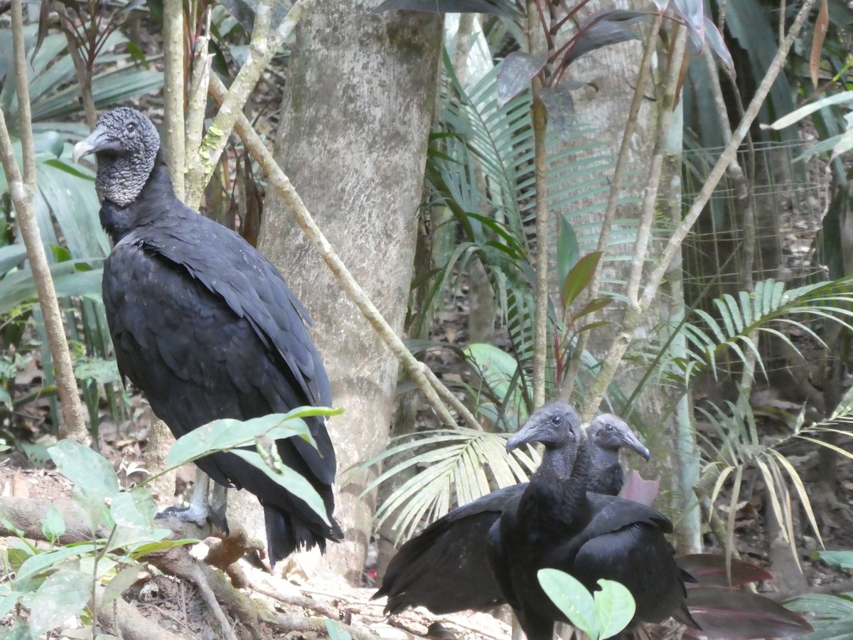 Black Vulture - ML595302531