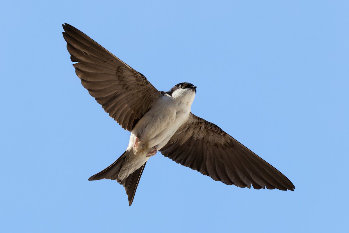 Western House-Martin - Zoran T.