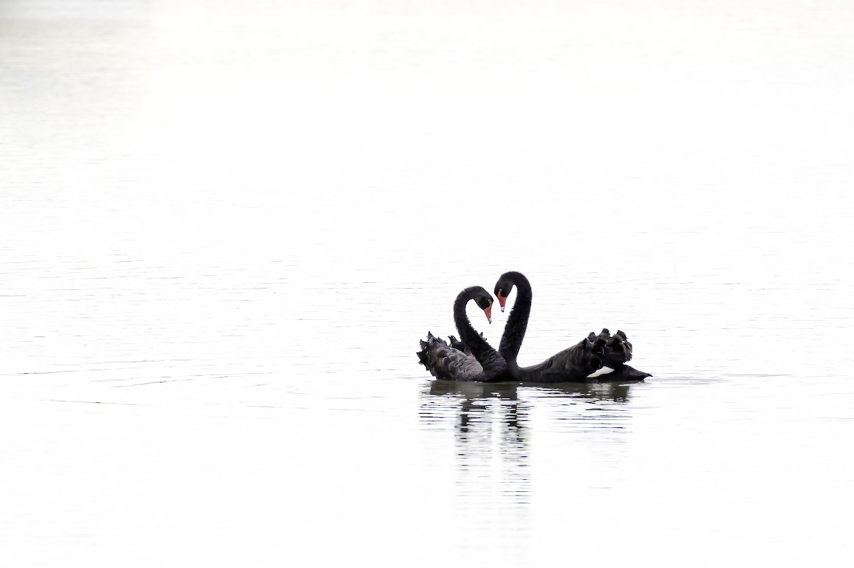 Black Swan - ML595304001