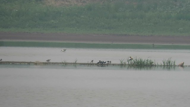 American Avocet - ML595304111