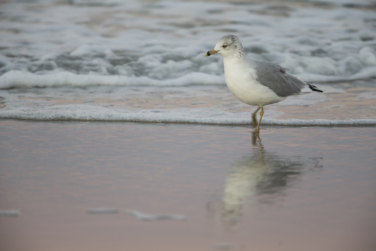 Ring-billed Gull - Michael Stubblefield