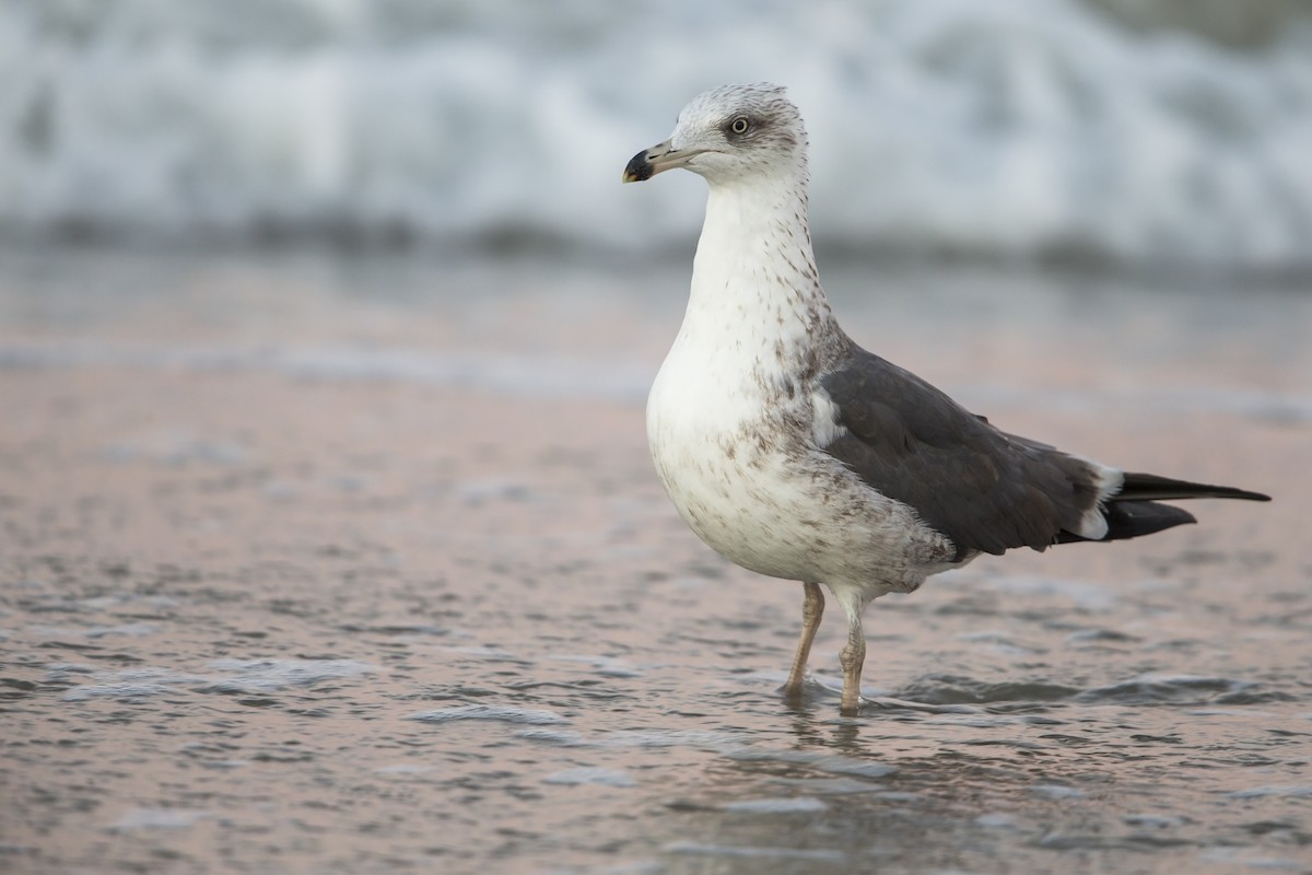 Lesser Black-backed Gull (graellsii) - Michael Stubblefield