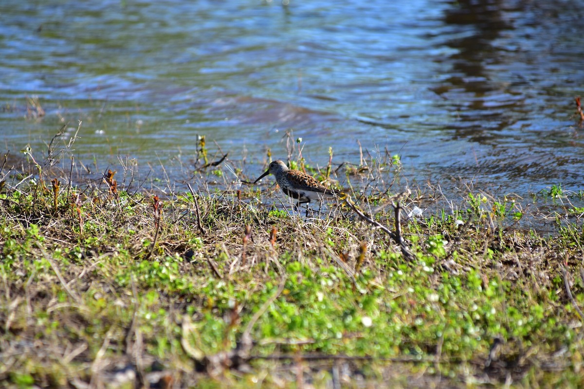 Dunlin - Flor Chavarria