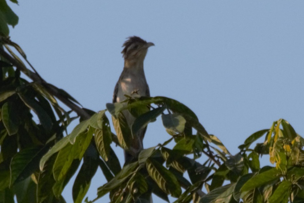 Striped Cuckoo - ML595306311