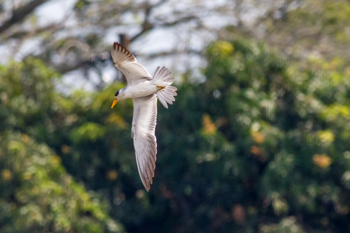 Large-billed Tern - ML595306351