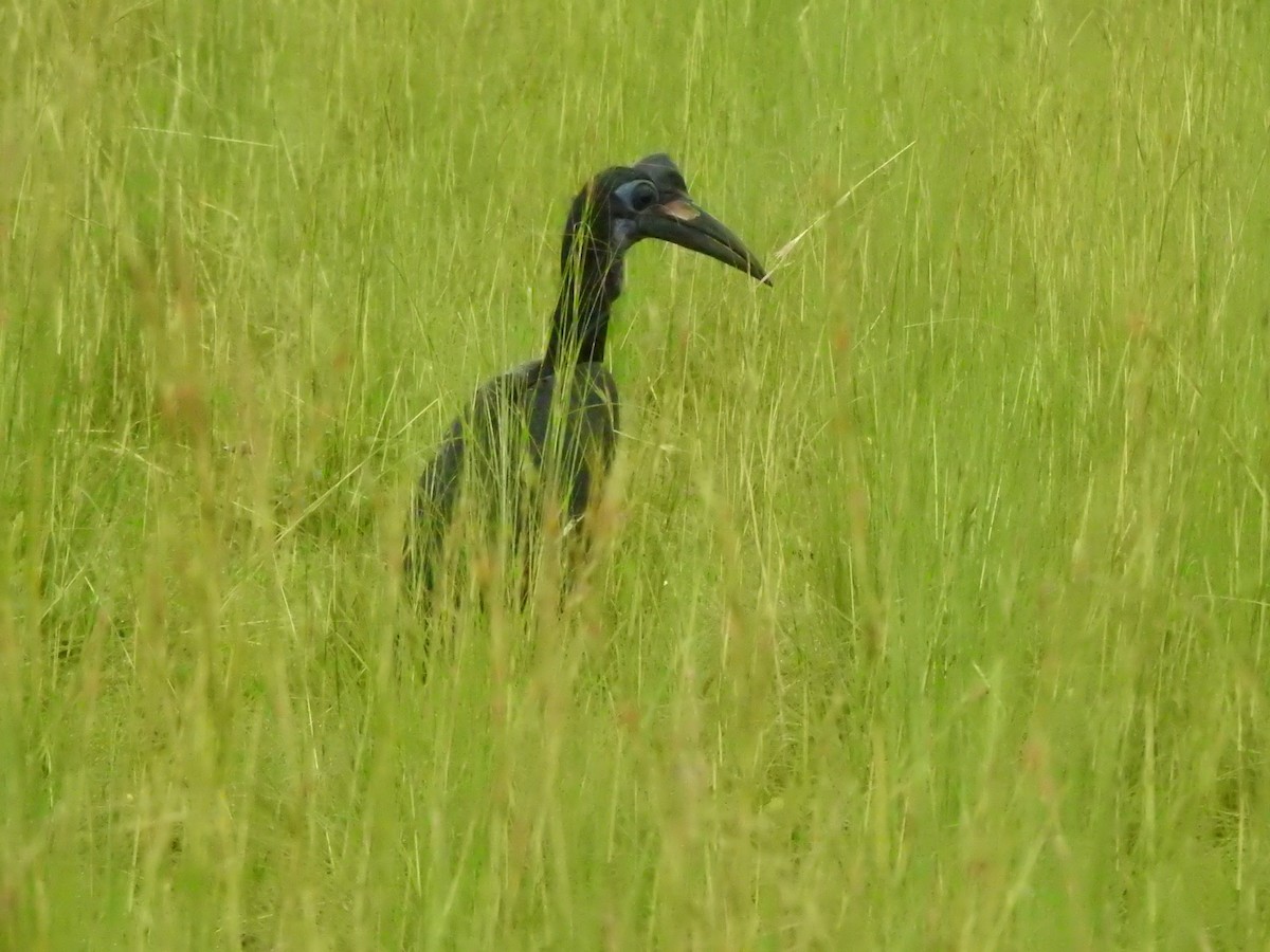 Abyssinian Ground-Hornbill - Bev Agler