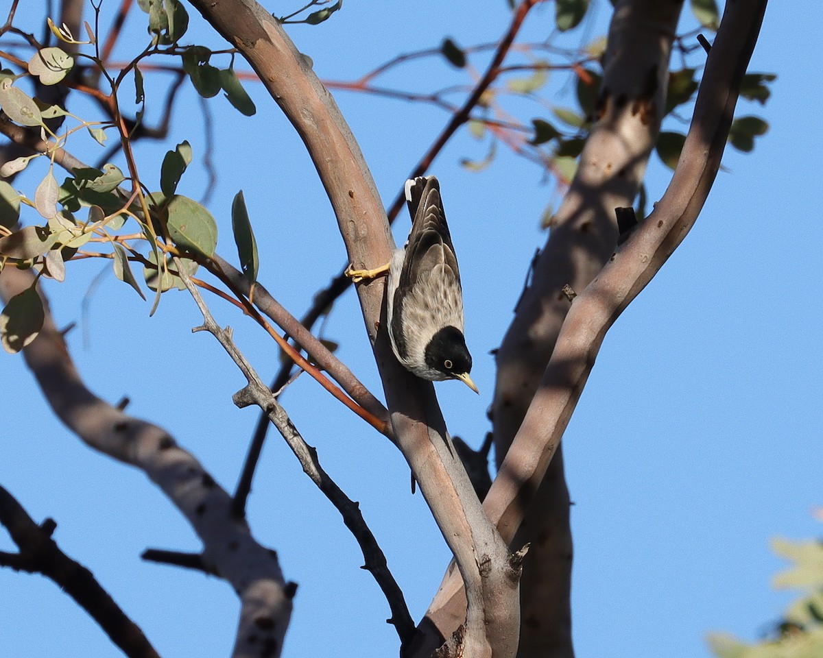 Varied Sittella (White-winged) - ML595307451