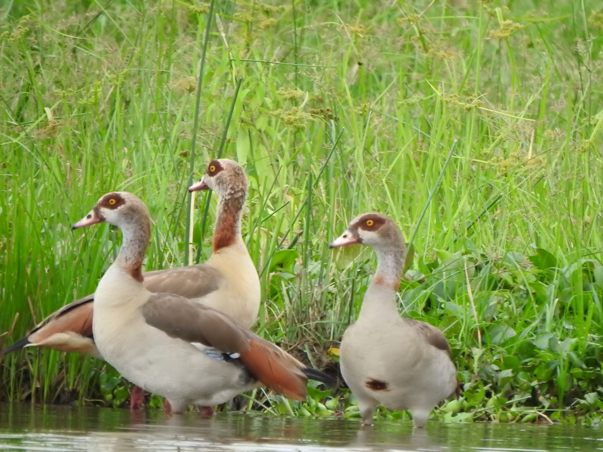 Egyptian Goose - ML595307911