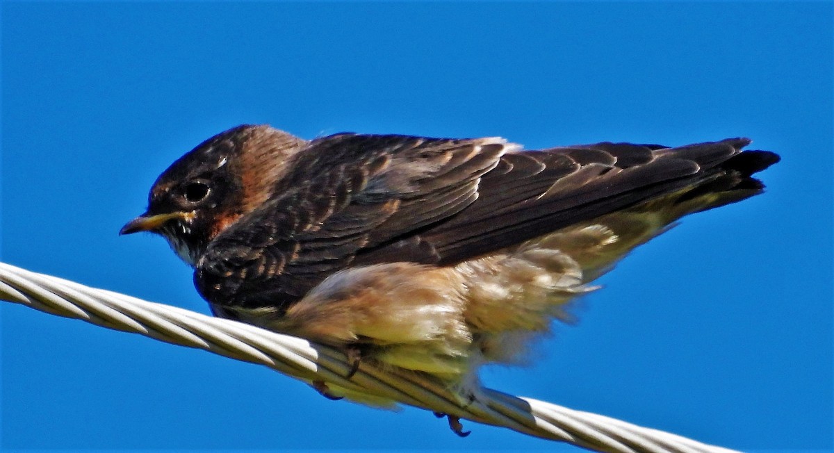 Cliff Swallow - ML595307971