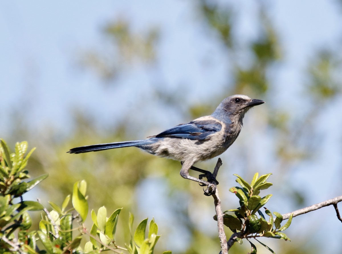 Florida Scrub-Jay - ML595308201