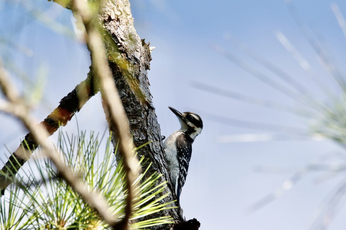 Hairy Woodpecker - ML595308321