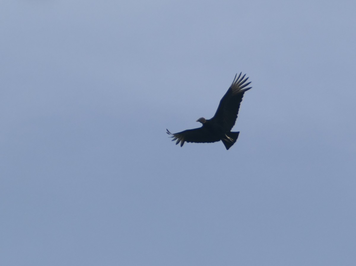 Black Vulture - ML595308341