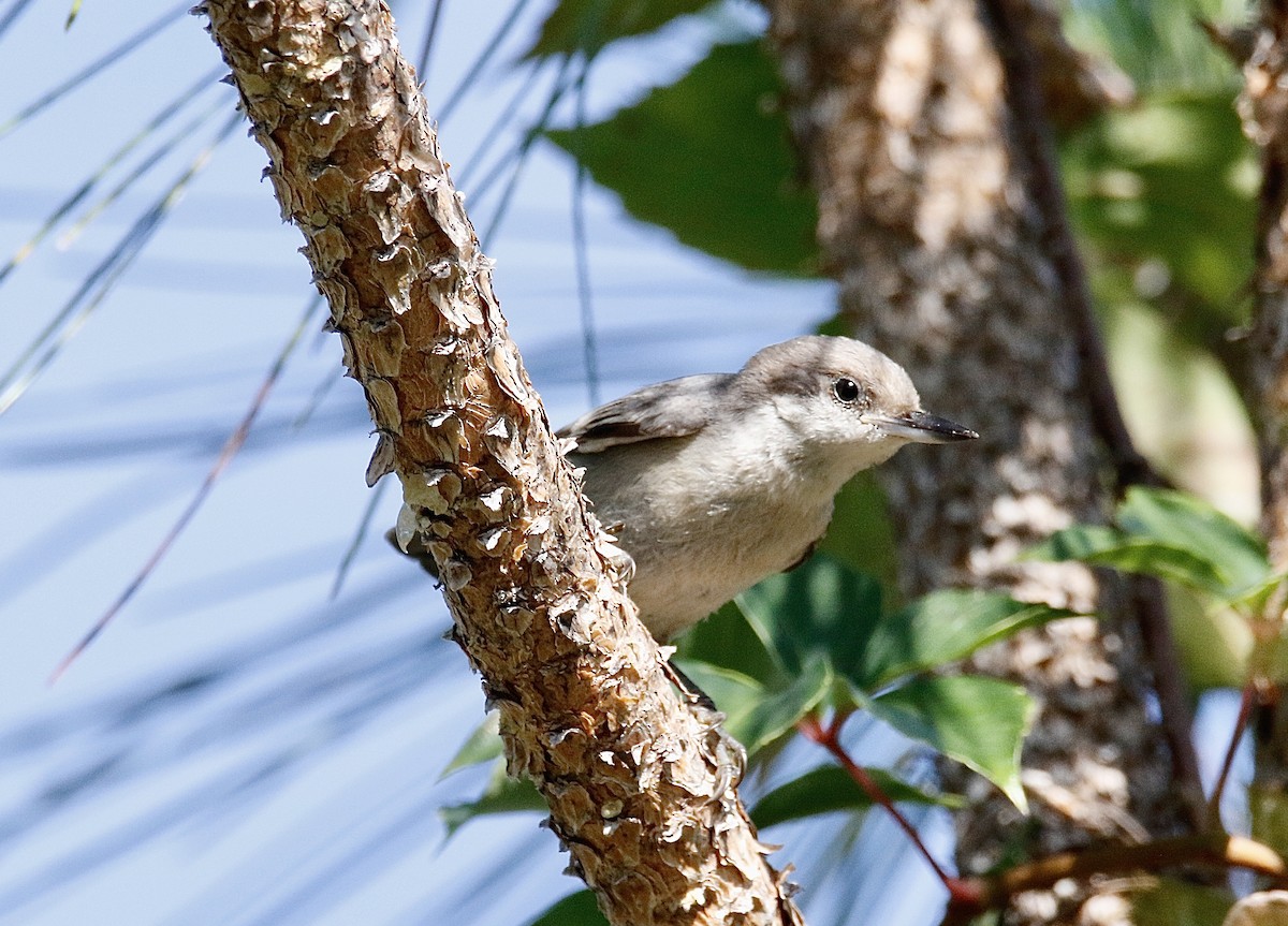 Brown-headed Nuthatch - ML595308381