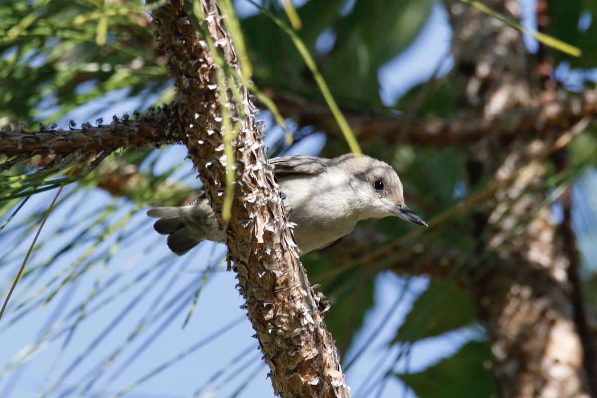 Brown-headed Nuthatch - ML595308391