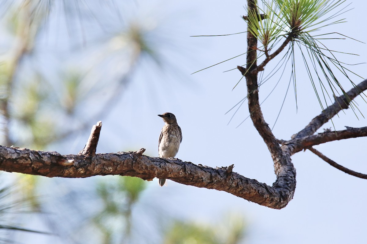 Eastern Bluebird - ML595308541