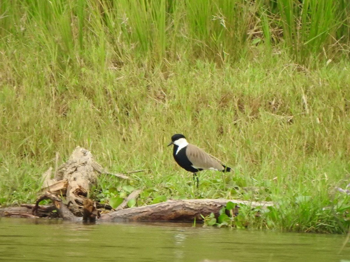 Spur-winged Lapwing - ML595308571