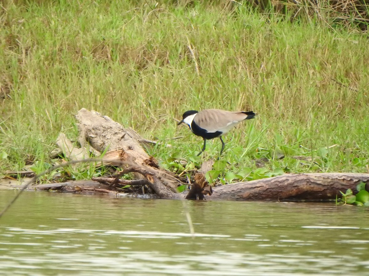 Spur-winged Lapwing - ML595308581