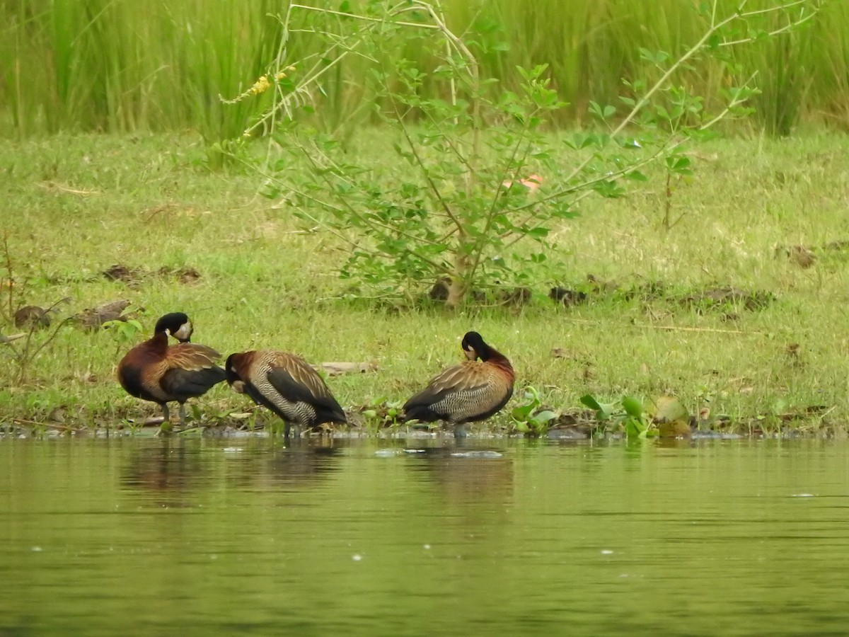 White-faced Whistling-Duck - ML595308801