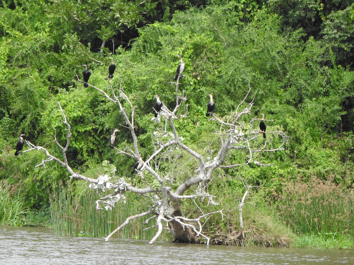 Cormorán Grande - ML595309111