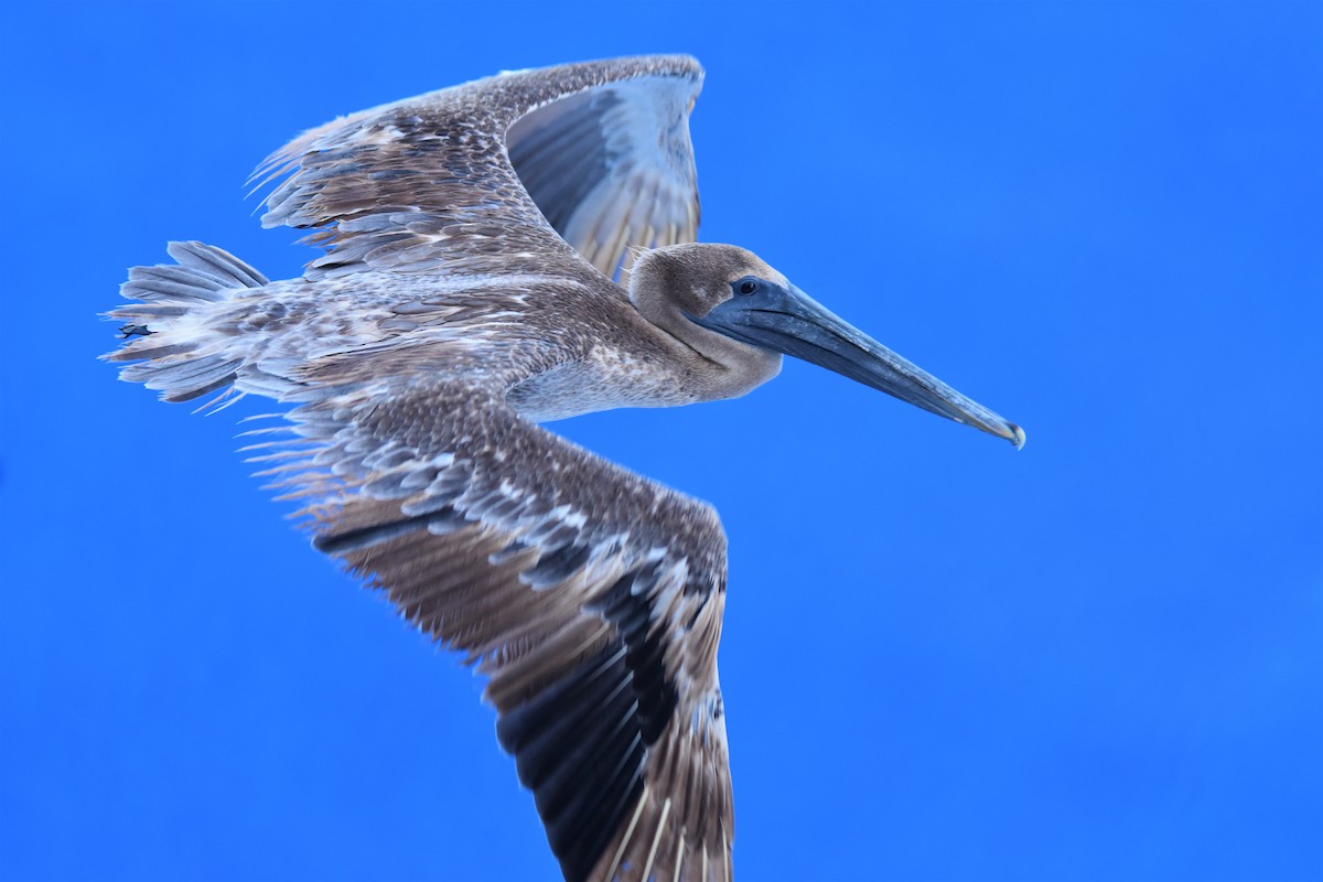 Brown Pelican - ML595309211