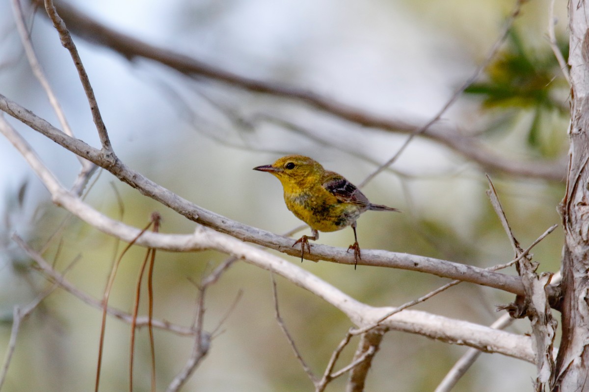 Pine Warbler - ML595309271