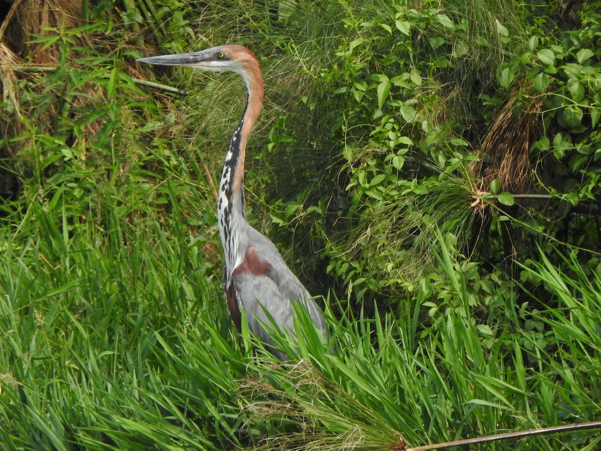 Goliath Heron - Bev Agler