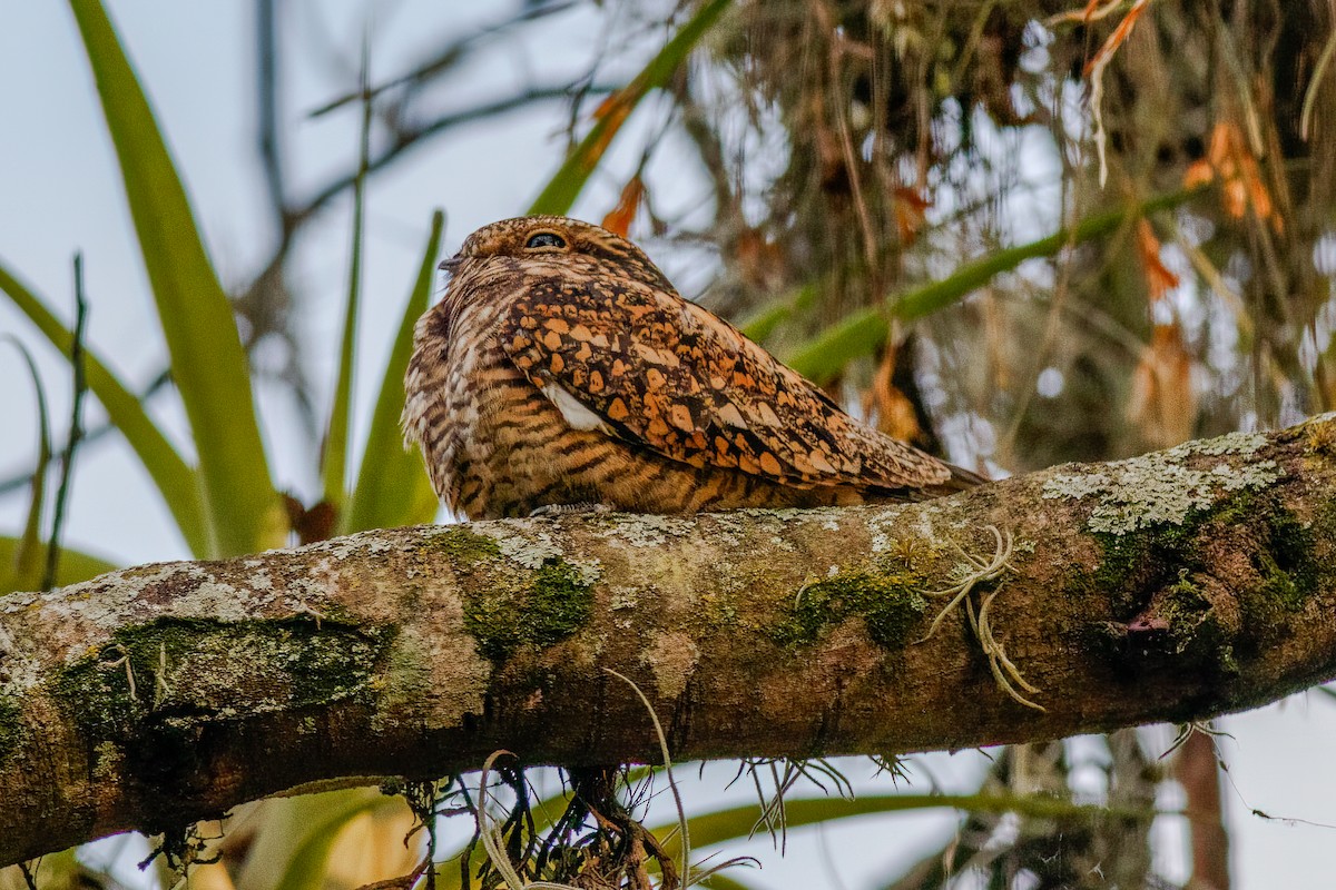 Lesser Nighthawk - ML595309371