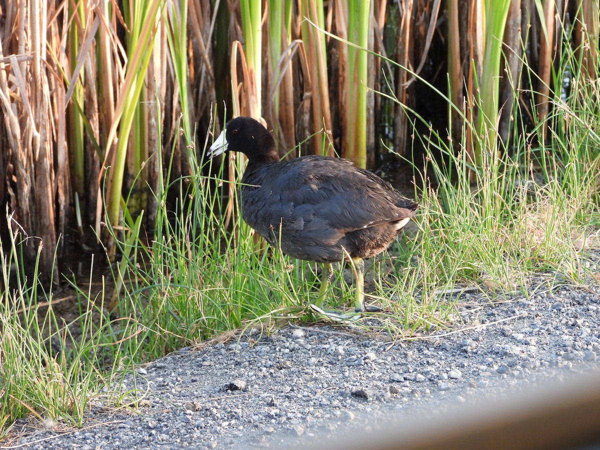 American Coot - ML595309571