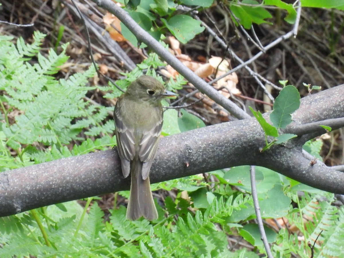 Western Flycatcher (Cordilleran) - ML595310481