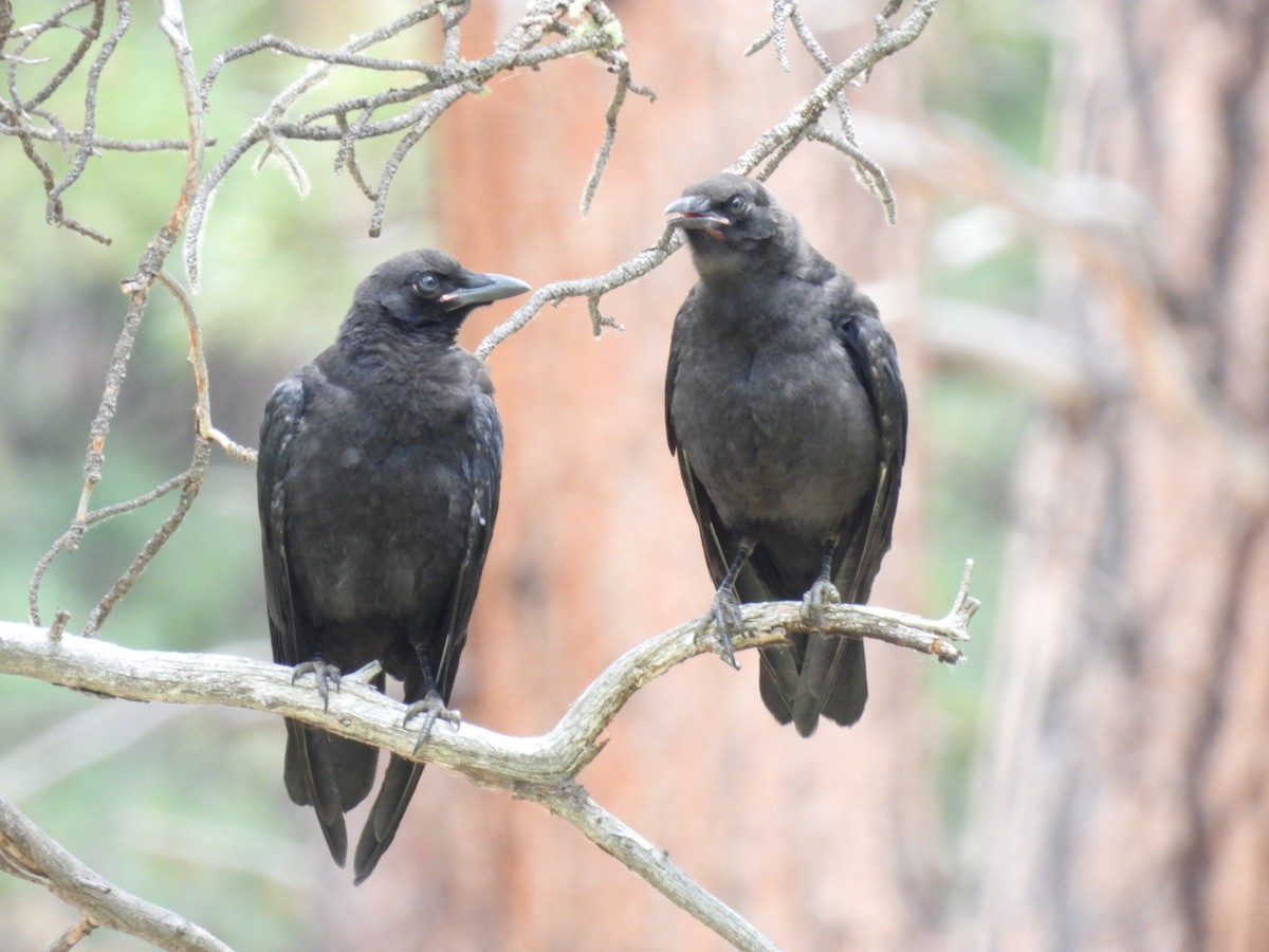 American Crow - ML595310511