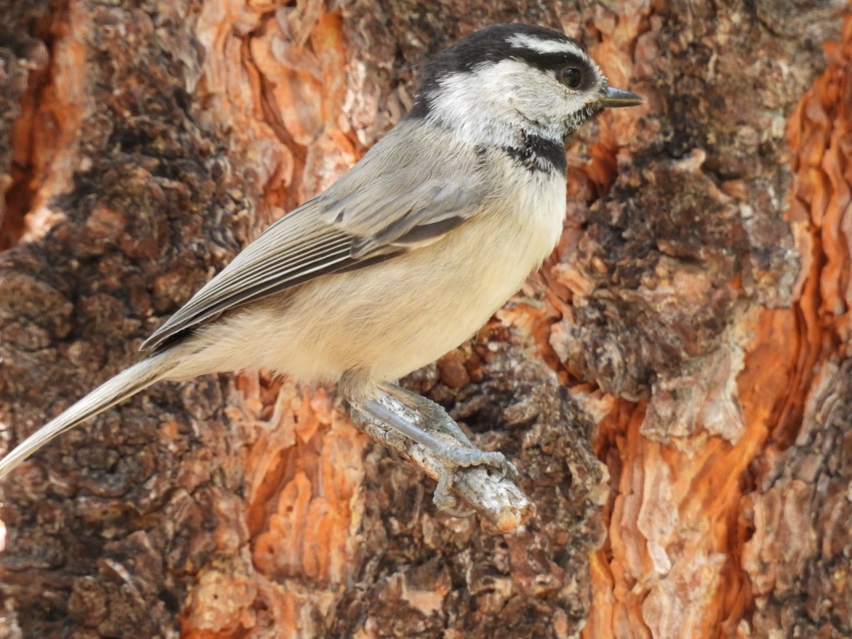 Mésange de Gambel - ML595310631