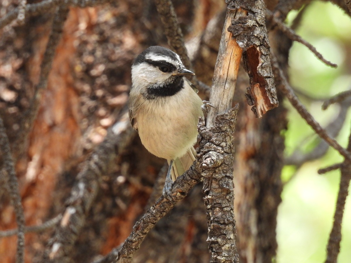 Mountain Chickadee - ML595310681