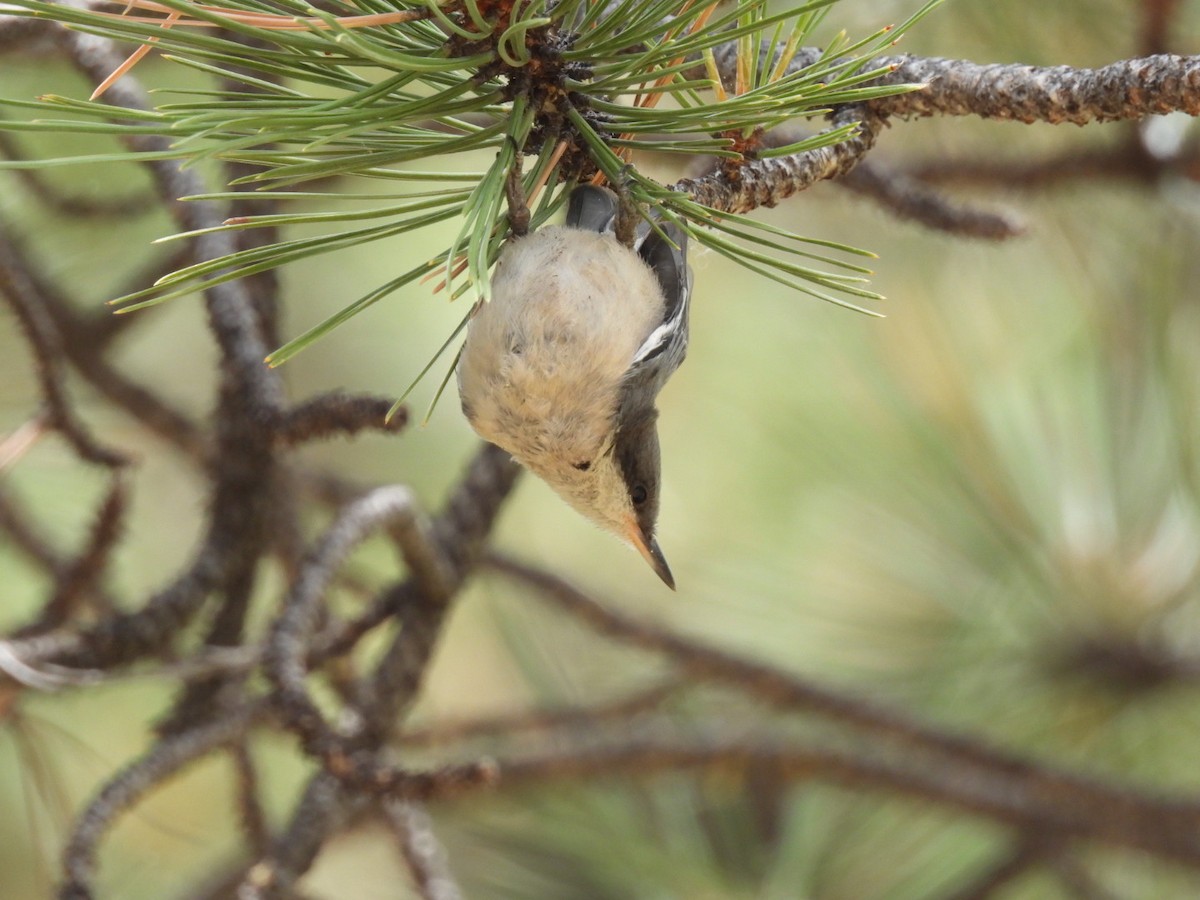 Pygmy Nuthatch - ML595310861