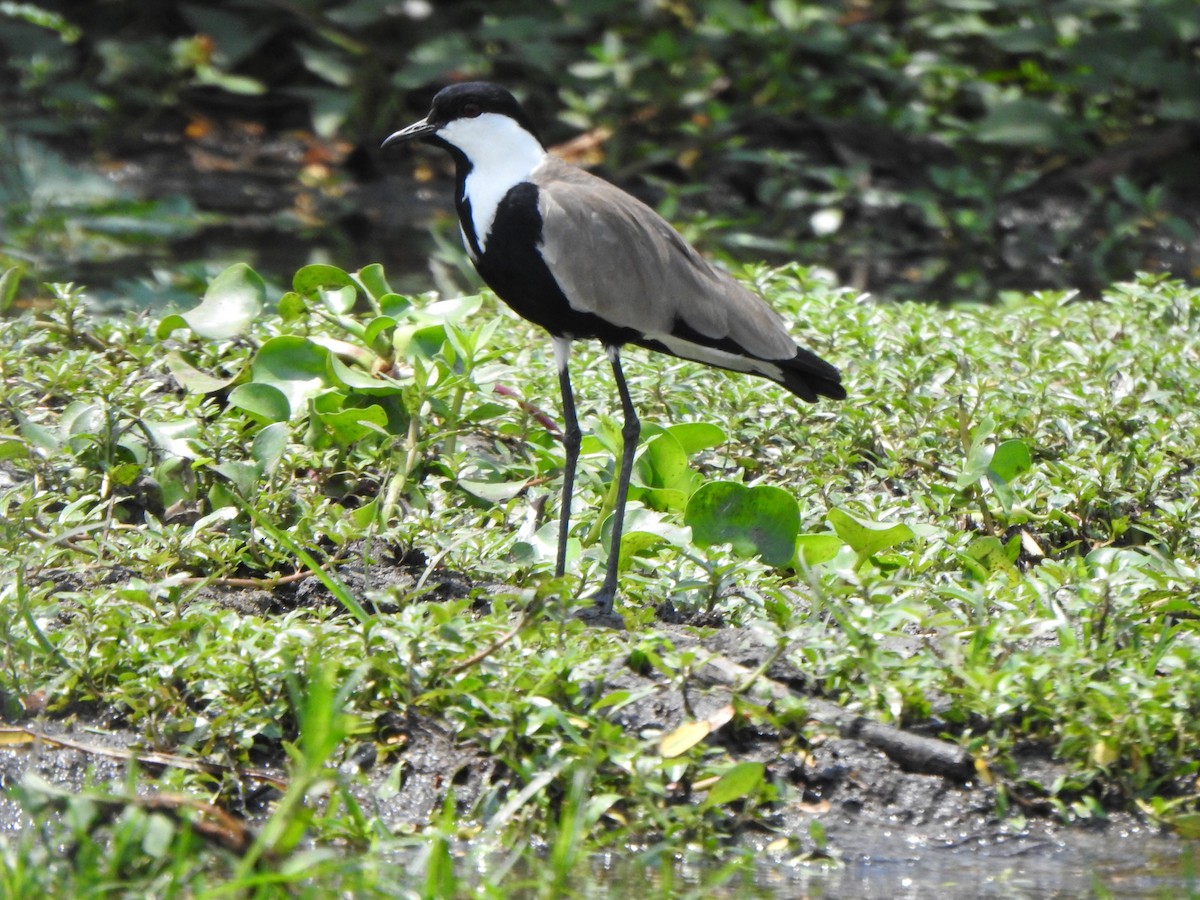 Spur-winged Lapwing - ML595310891
