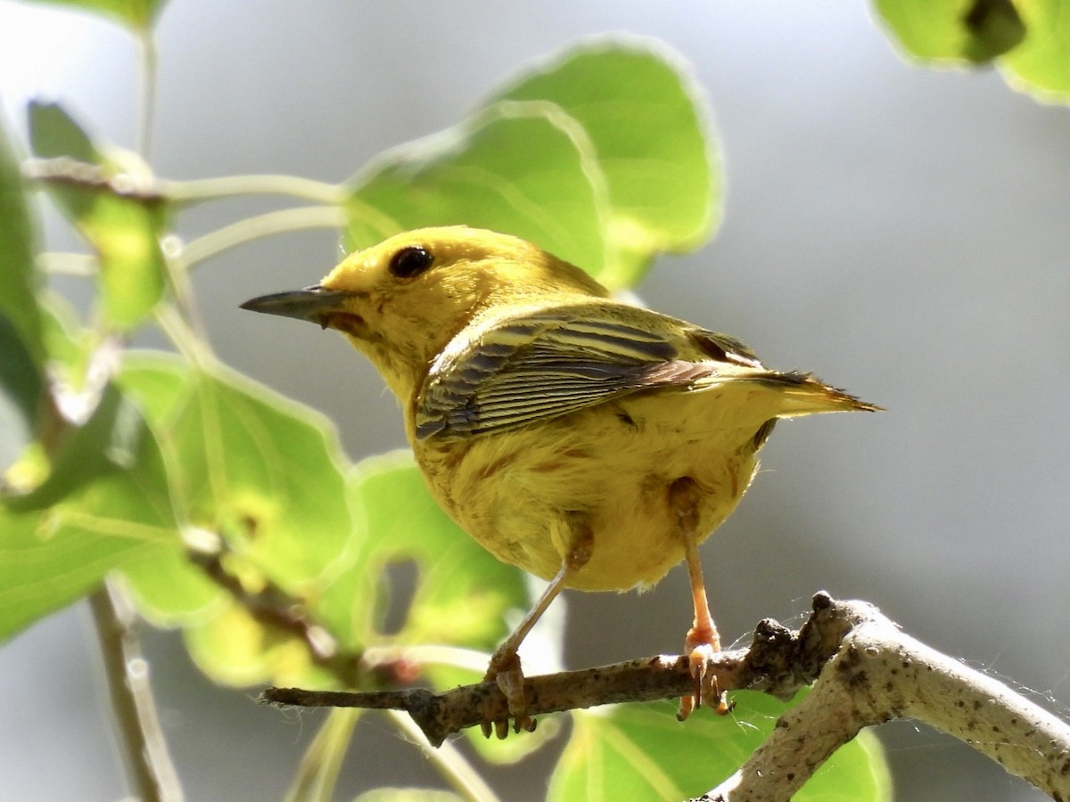 Yellow Warbler - ML595311031