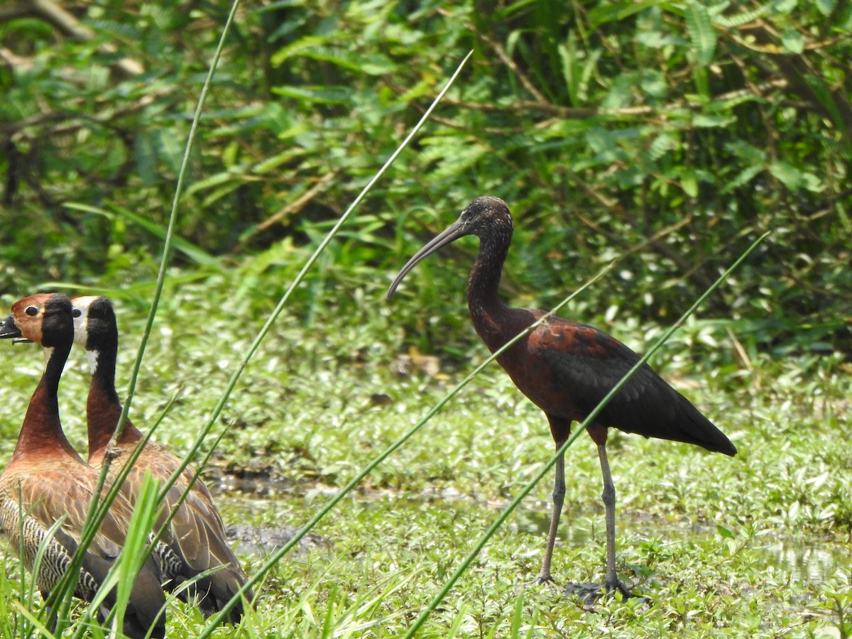 ibis hnědý - ML595311111