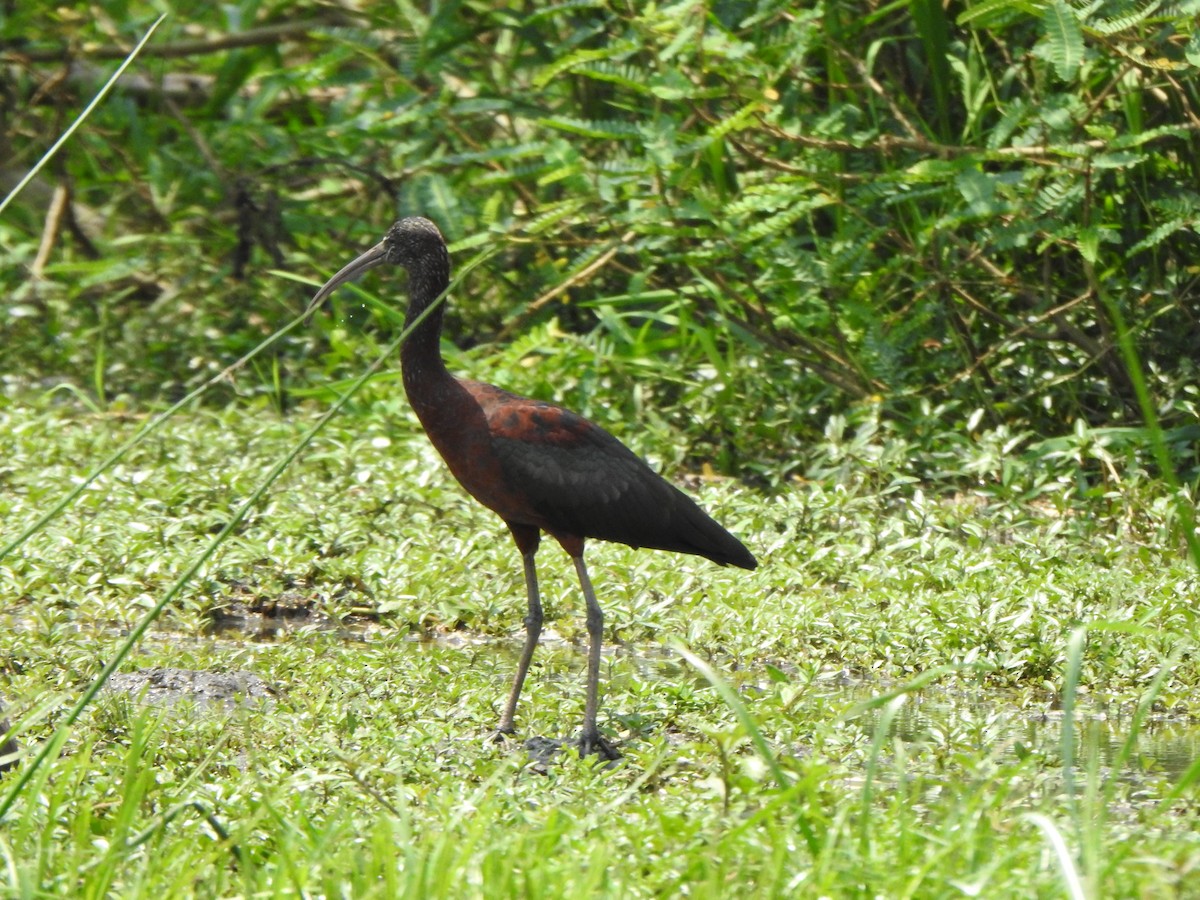ibis hnědý - ML595311121