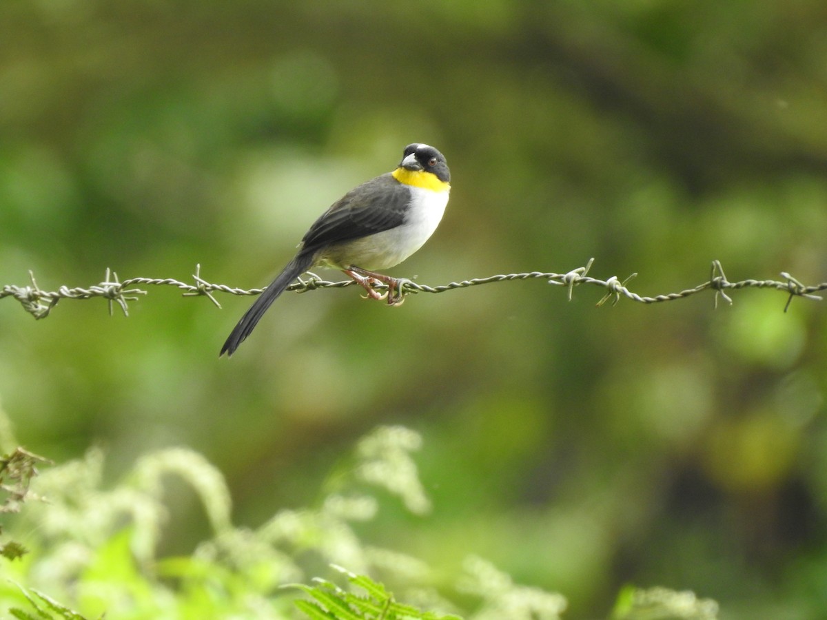 White-naped Brushfinch - Oscar Quirós