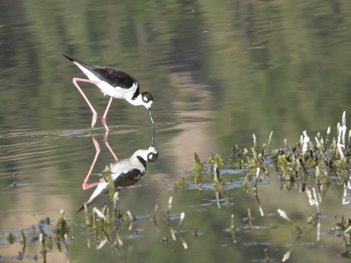 Black-necked Stilt - ML595311501