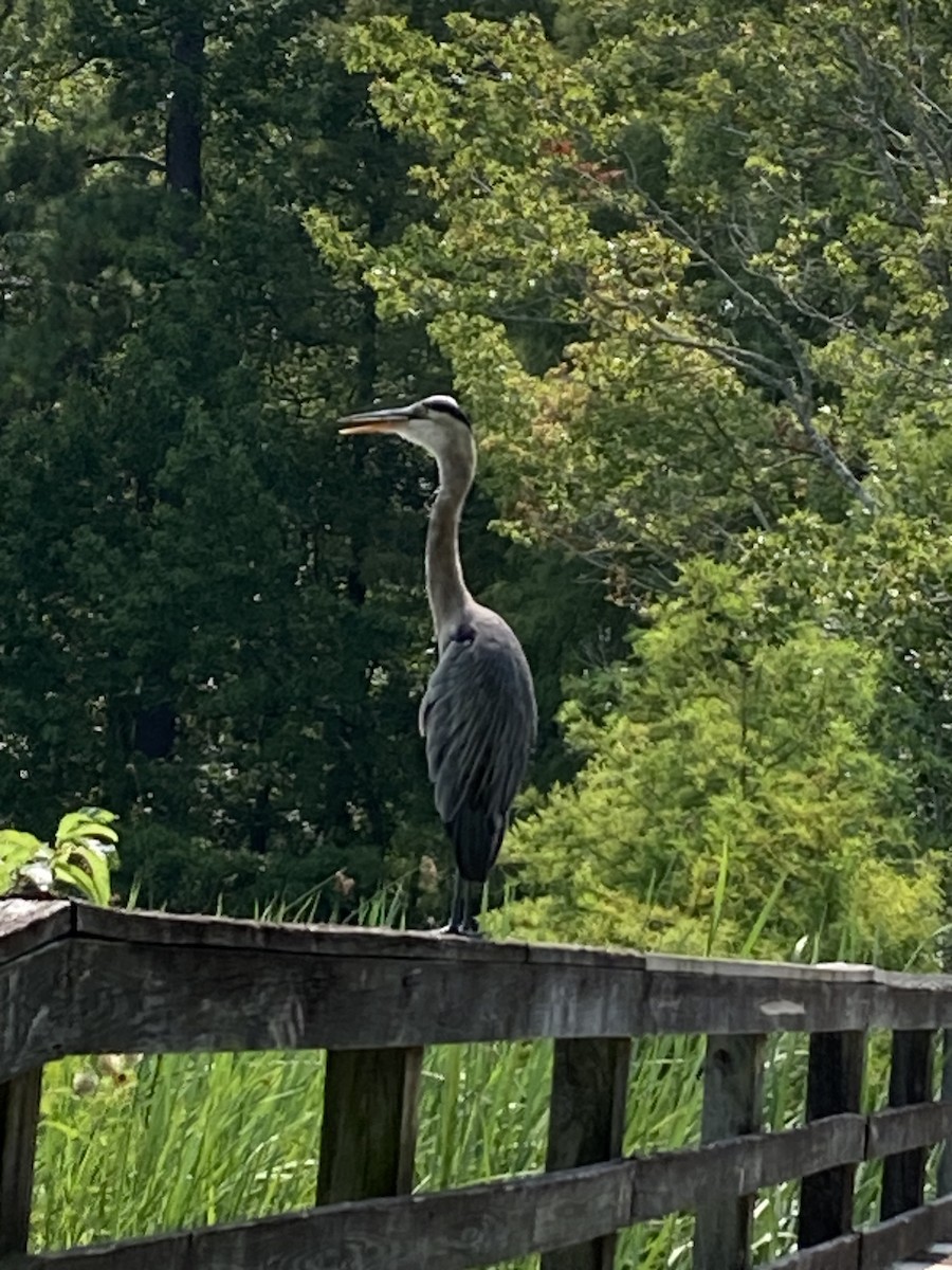 Great Blue Heron - ML595311601