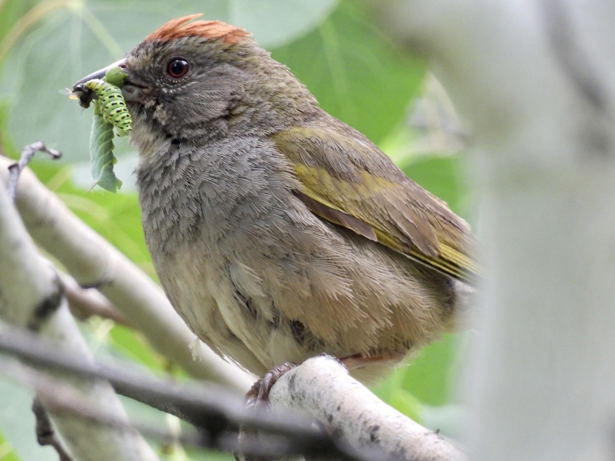 Green-tailed Towhee - ML595311961