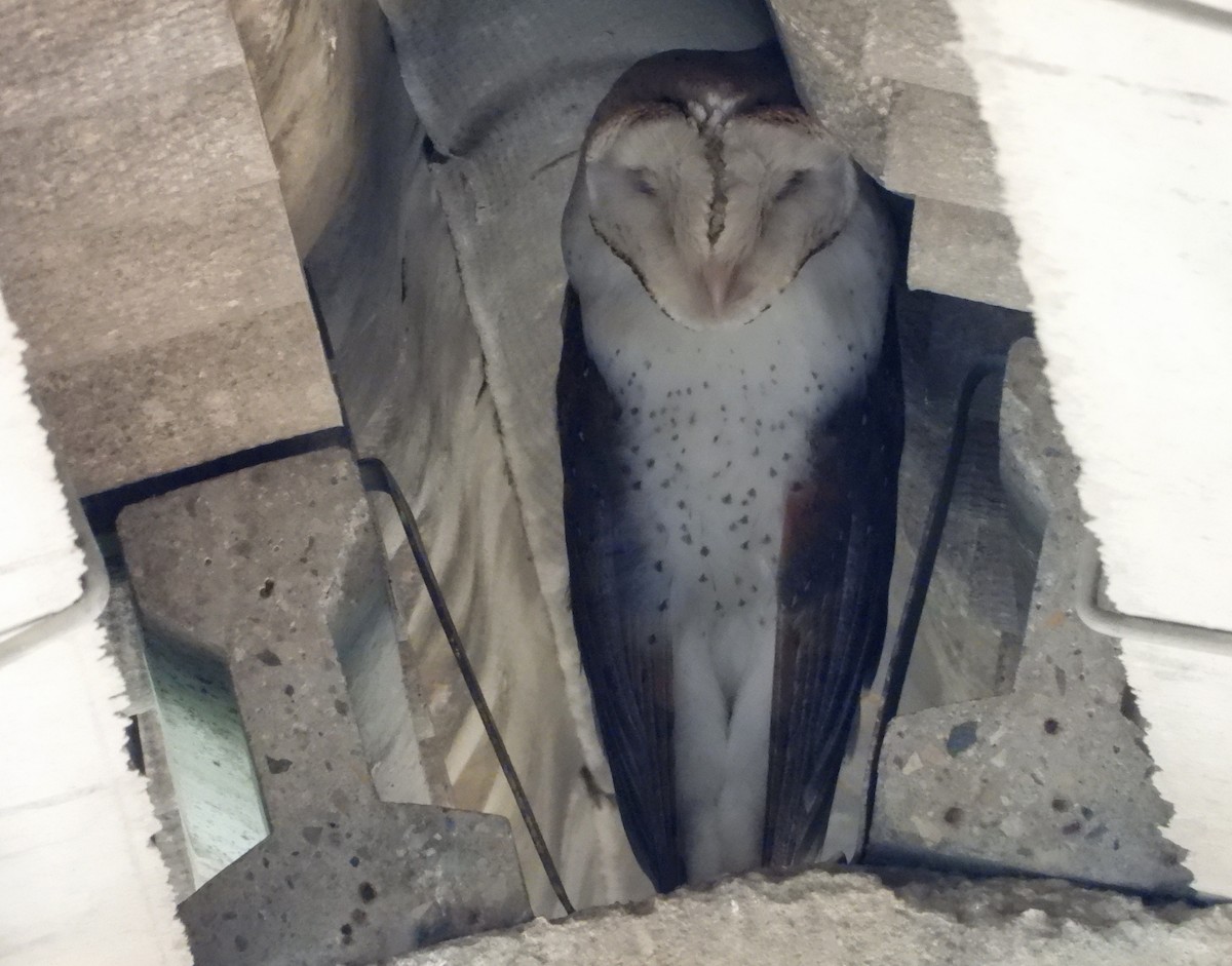 Barn Owl - ML595312451