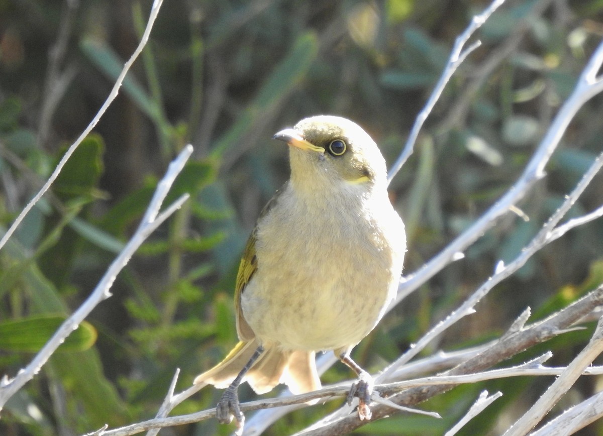 Fuscous Honeyeater - Anonymous