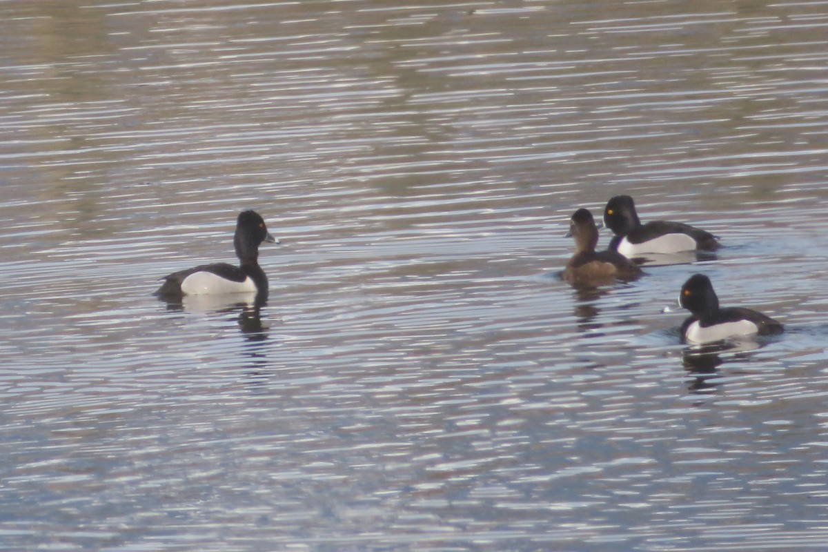 Ring-necked Duck - ML595312741