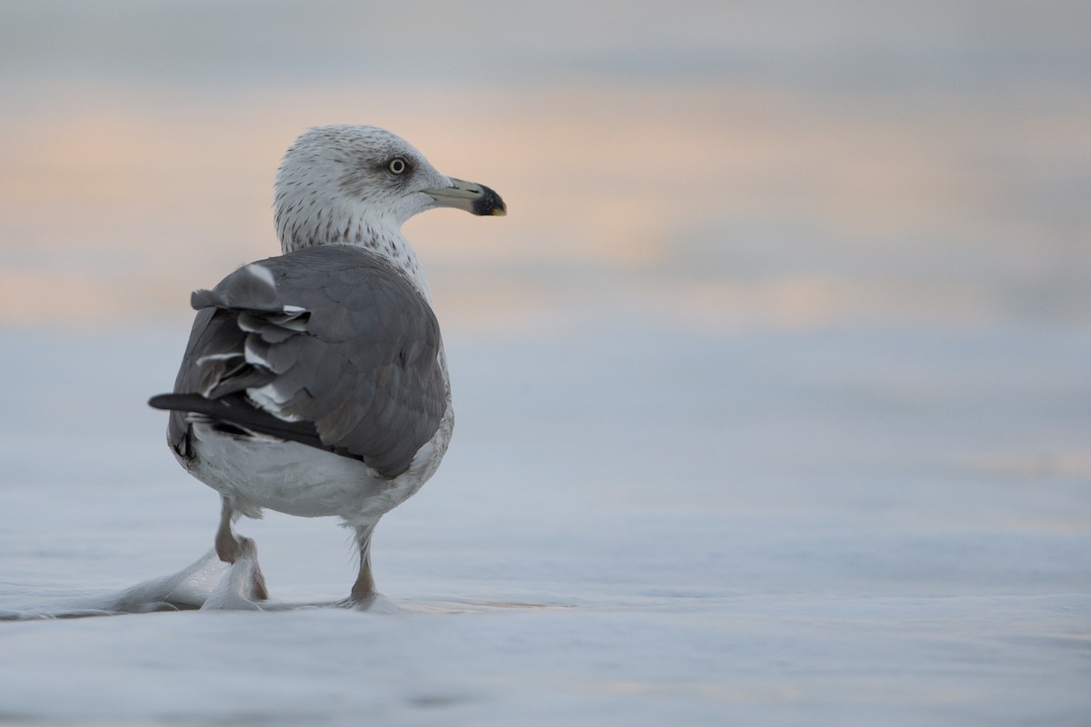 Lesser Black-backed Gull (graellsii) - Michael Stubblefield