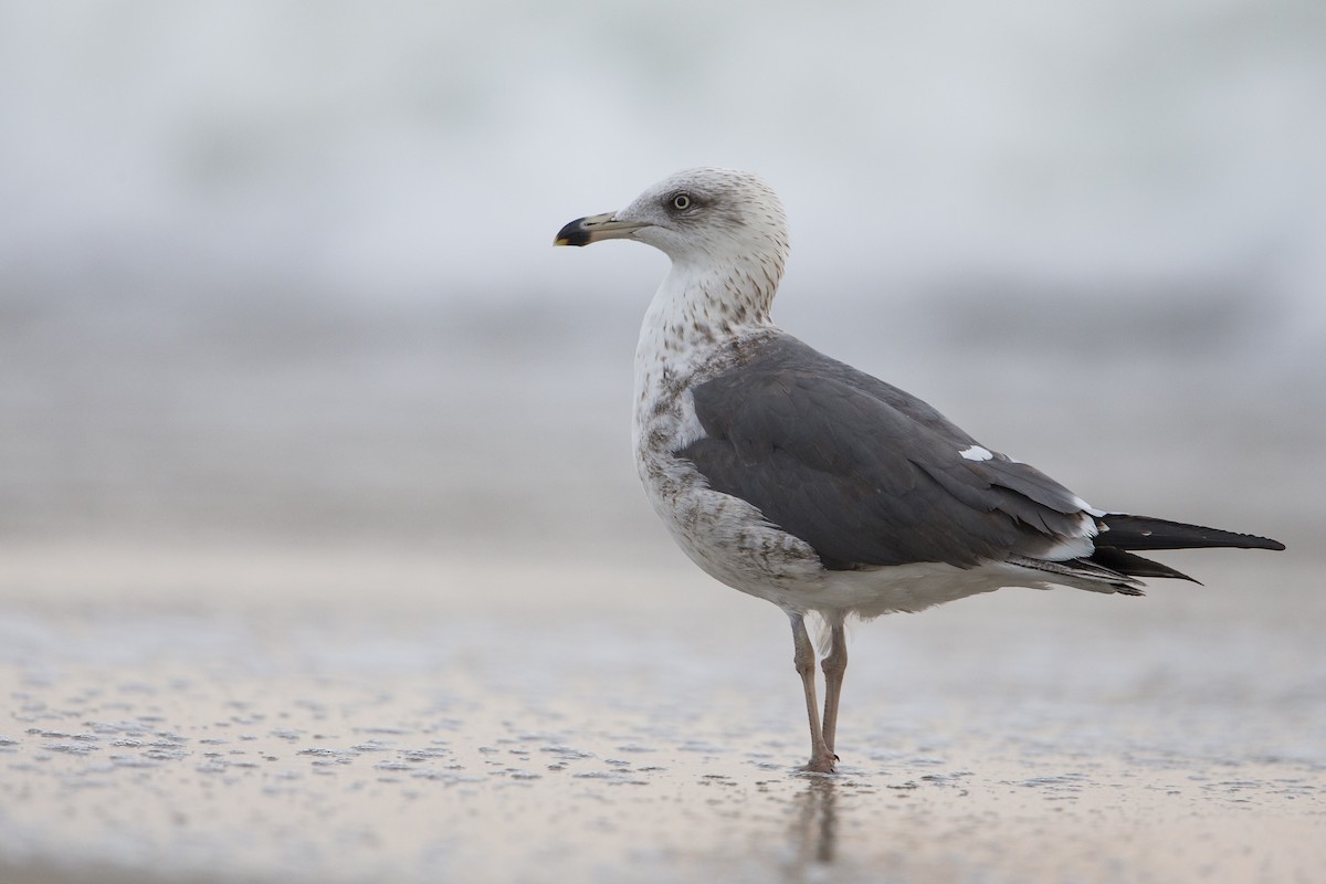 Lesser Black-backed Gull (graellsii) - Michael Stubblefield