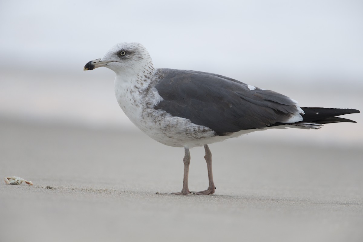 Lesser Black-backed Gull (graellsii) - Michael Stubblefield