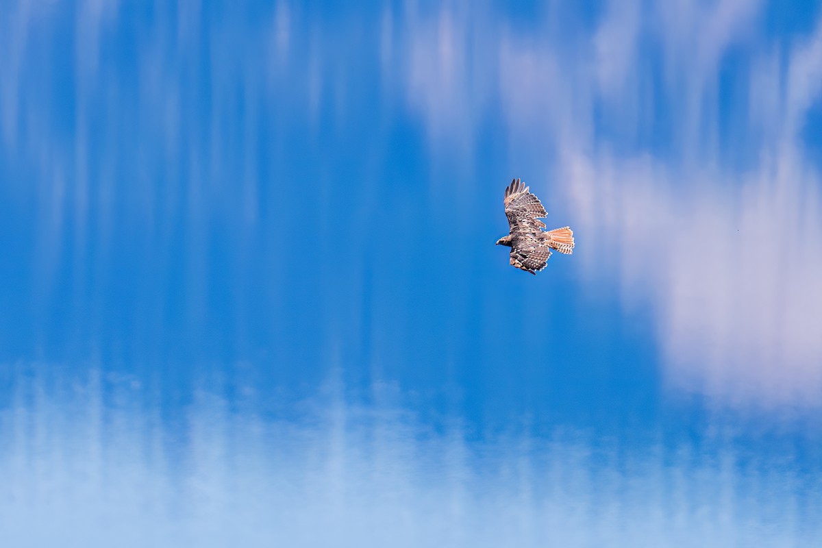 Red-tailed Hawk - Matt Saunders