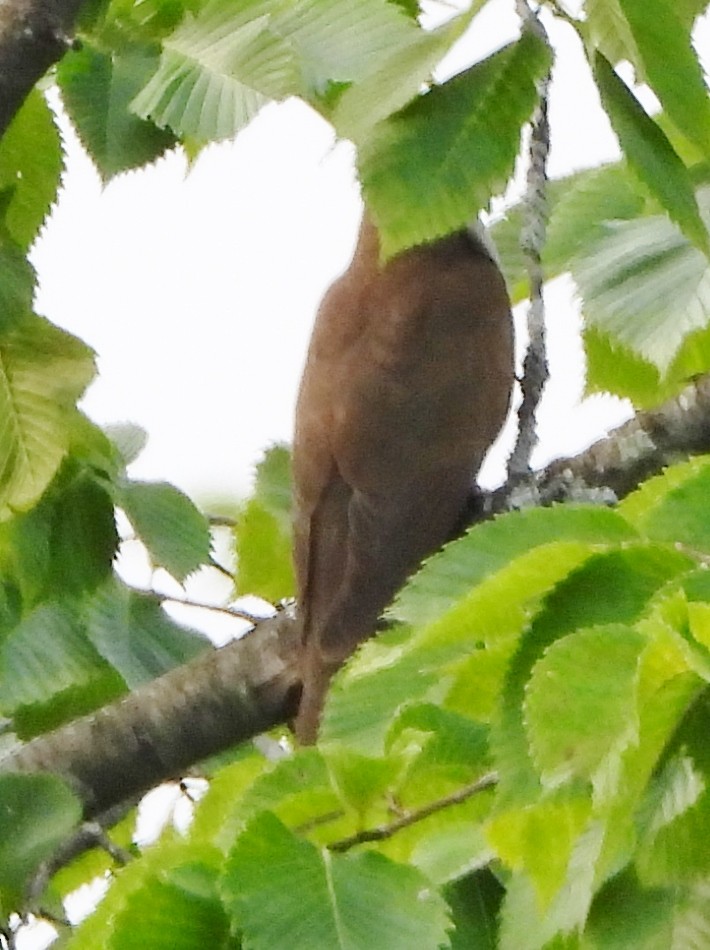 Black-billed Cuckoo - ML595314391