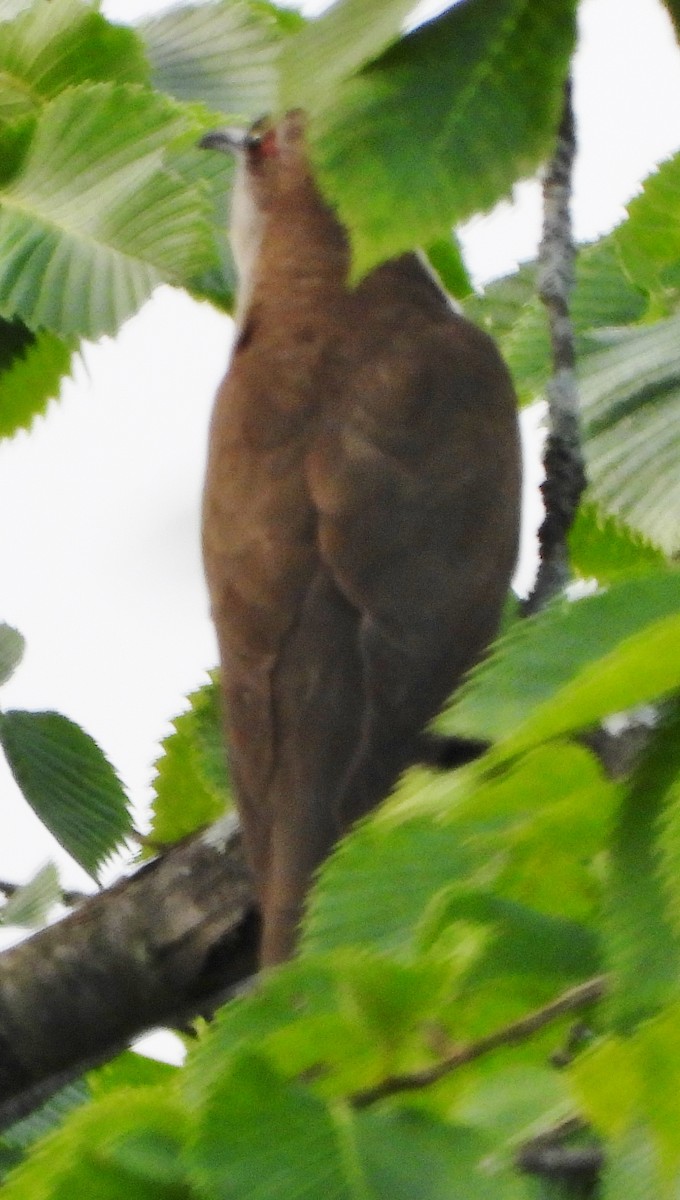 Black-billed Cuckoo - ML595314411